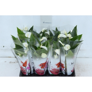 ANTHURIUM BRANCO P06