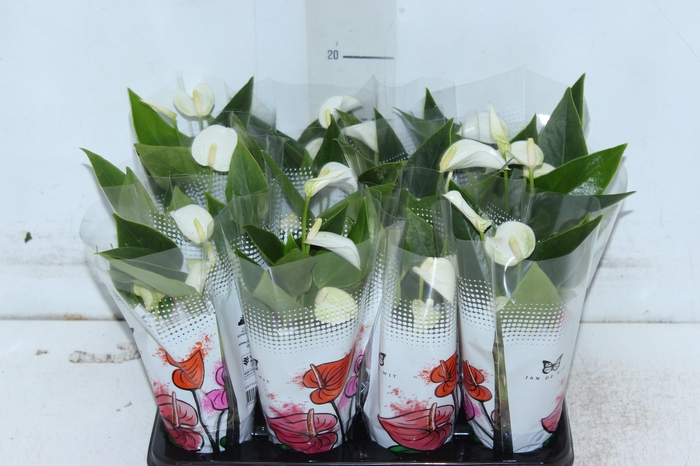 ANTHURIUM BRANCO P06