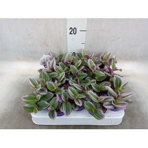 Tradescantia albif. 'Nanouk'