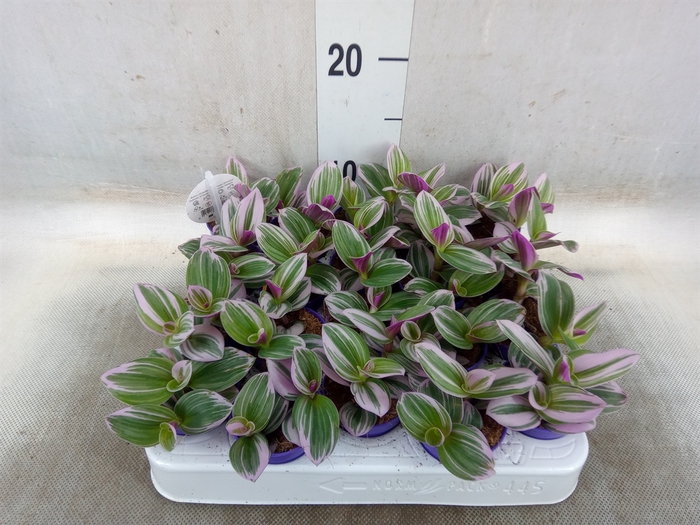 <h4>Tradescantia albif. 'Nanouk'</h4>