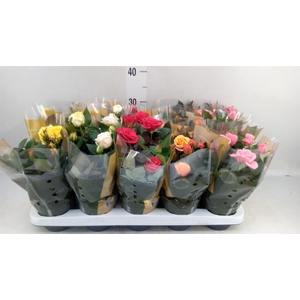 Rosa  'Kordana Grande'   ...mix