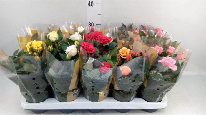 <h4>Rosa  'Kordana Grande'   ...mix</h4>