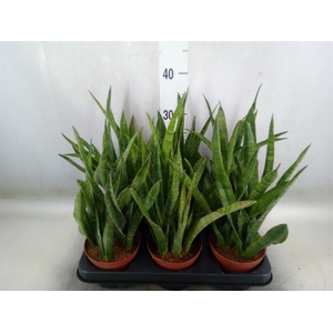 Sansevieria kirkii
