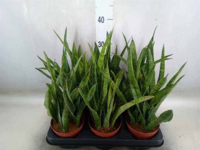 <h4>Sansevieria kirkii</h4>