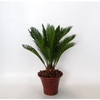 Cycas revoluta