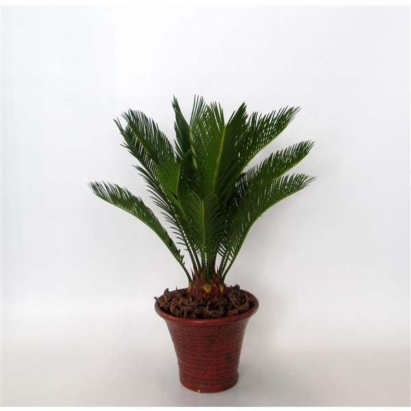 <h4>Cycas in hosta small bruin</h4>