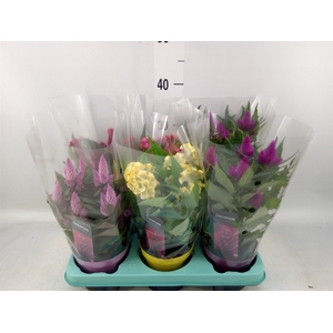 Celosia arg.   ...mix
