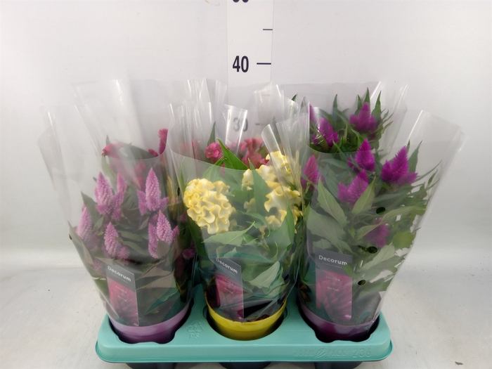<h4>Celosia arg.   ...mix</h4>