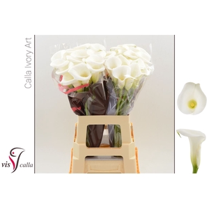 Calla Ivory Art