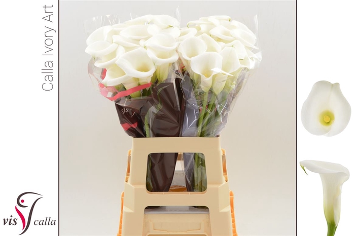 <h4>Calla Ivory Art</h4>