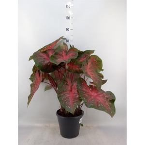 Caladium   ...