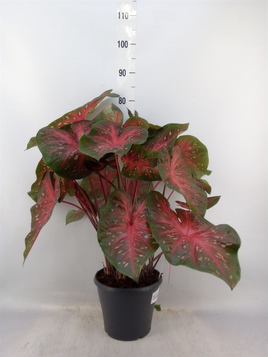 <h4>Caladium   ...</h4>