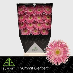 Gerbera Spider Crossette Diamond