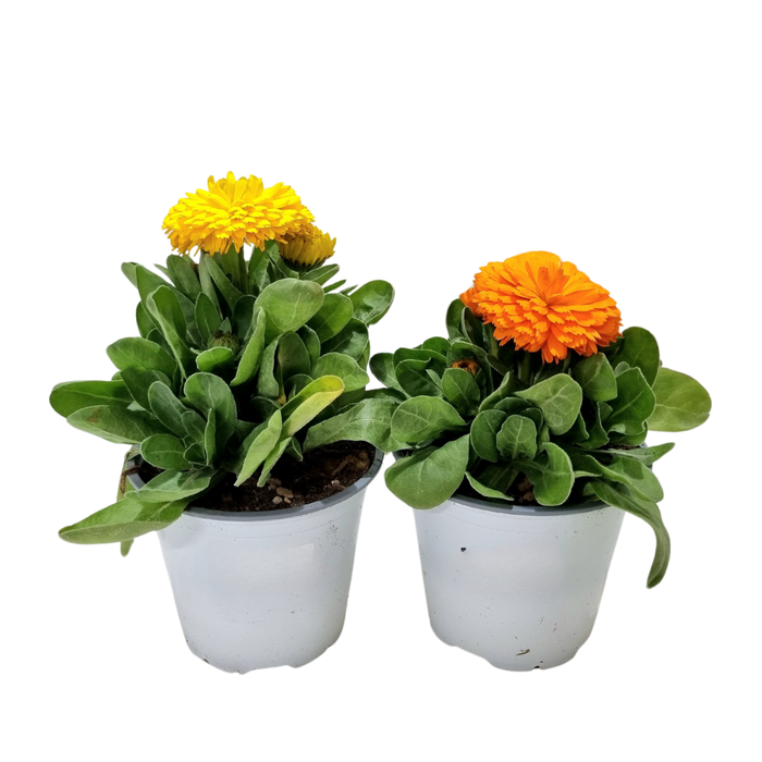 <h4>Calendula officinalis</h4>