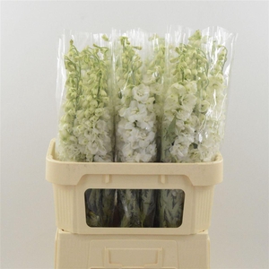 Delphinium Snow White