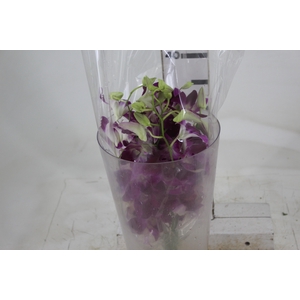 DENPHALAEN MACO PINK MIN 30 FLS