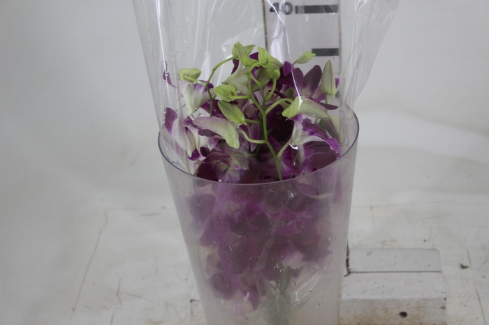 <h4>DENPHALAEN MACO PINK MIN 30 FLS</h4>