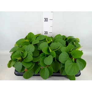 Pilea peperomoides