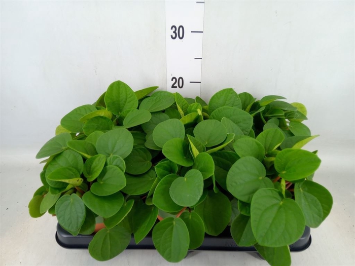 <h4>Pilea peperomoides</h4>