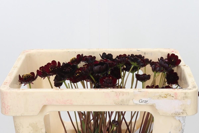 <h4>Cosmos Black Beauty</h4>