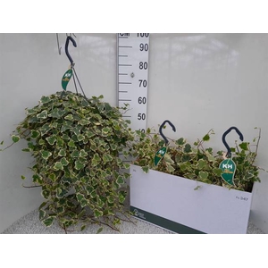 Hedera Helix White Wonder 23Ø 80cm