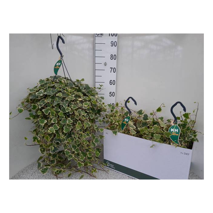 <h4>Hedera Helix White Wonder 23Ø 80cm</h4>