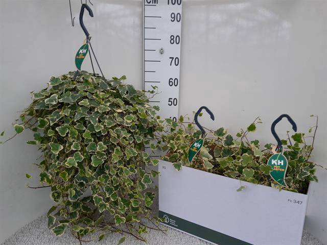 Hedera Helix White Wonder 23Ø 80cm