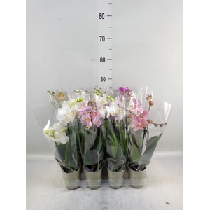 Phalaenopsis   ...mix