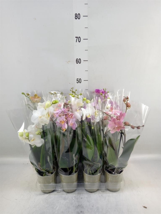 <h4>Phalaenopsis   ...mix</h4>