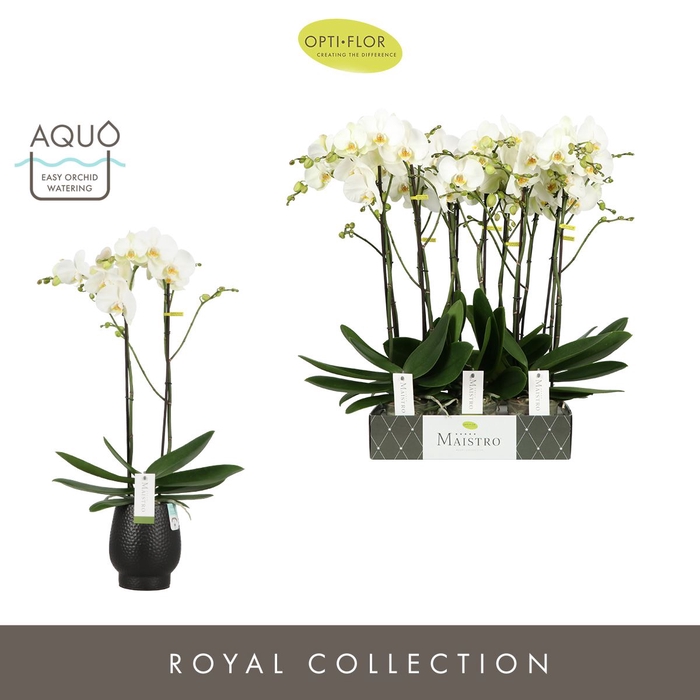 <h4>Phalaenopsis wit meer takken</h4>