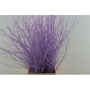 Berk 70cm Milka Pbs