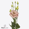 Lisianthus do alissa light apricot