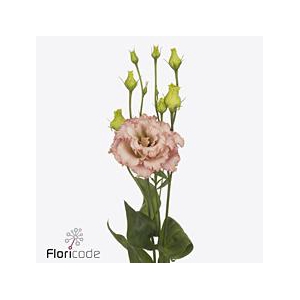 Lisianthus do alissa light apricot