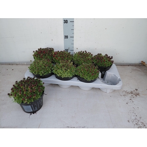 !! PROMO !! SAXIFRAGA PETER PAN P13
