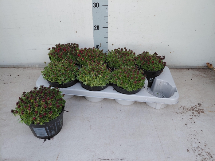 <h4>!! PROMO !! SAXIFRAGA PETER PAN P13</h4>