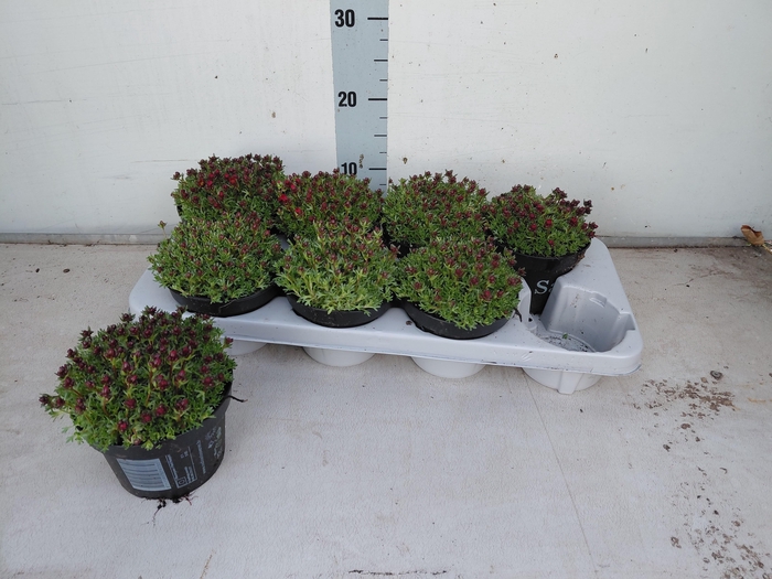 <h4>SAXIF AR PETER PAN</h4>