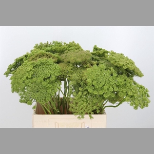 Ammi Majus Visnaga Zaad