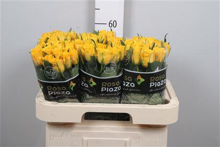 <h4>R Gr Jackpot+</h4>