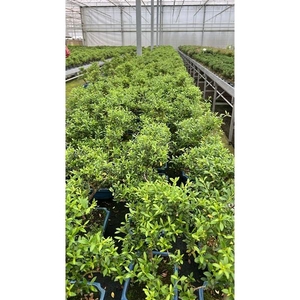 ilex crenata, 20 cm, shape, without drip tray
