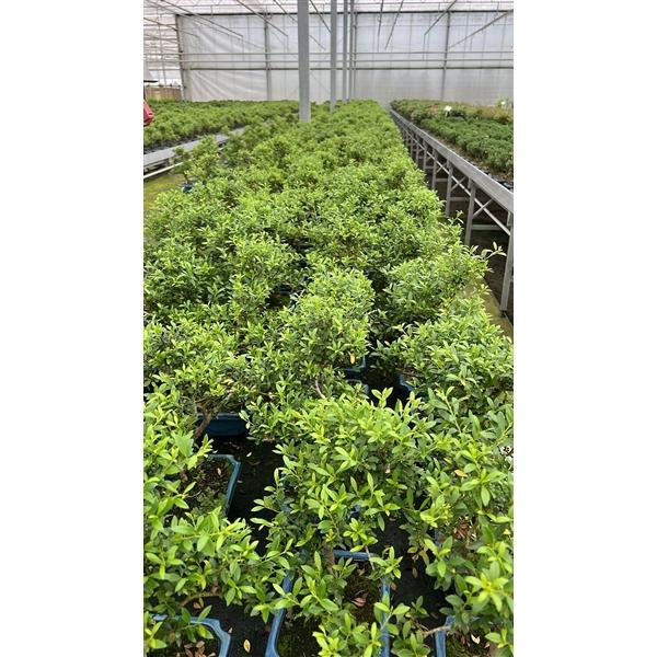 <h4>ilex crenata, 20 cm, shape, with drip tray</h4>