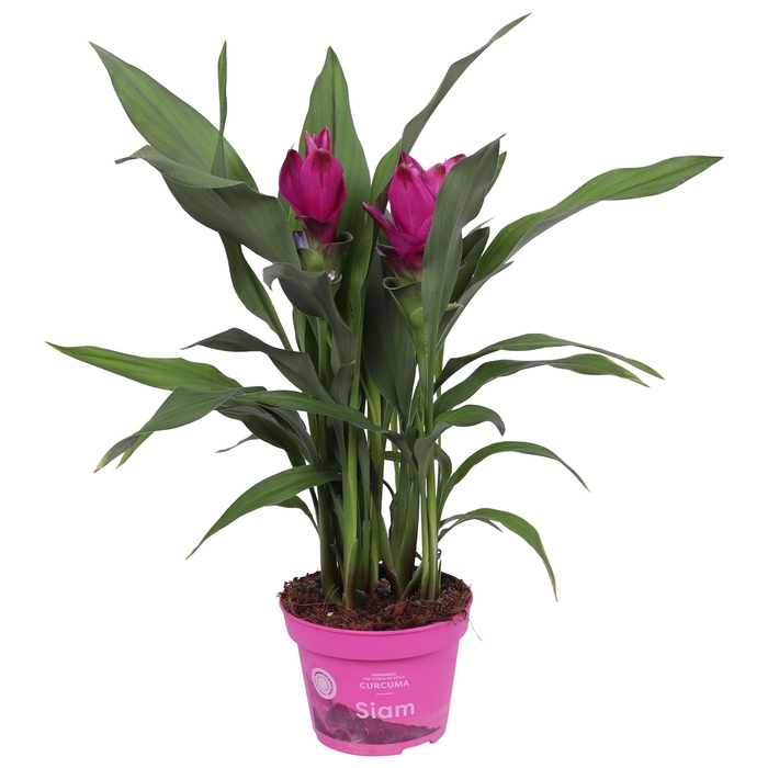 <h4>Curcuma Siam Sublime 12 cm</h4>