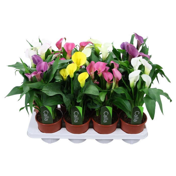 <h4>Zantedeschia gemengd Calla mix met etiket</h4>