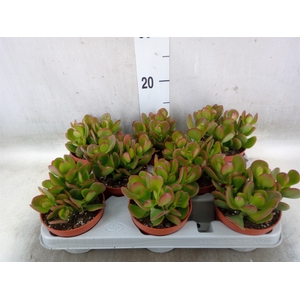 Crassula ovata 'Sunset'