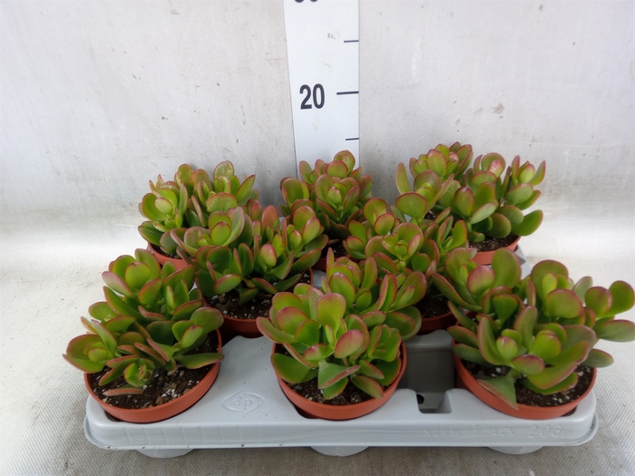 <h4>Crassula ovata 'Sunset'</h4>