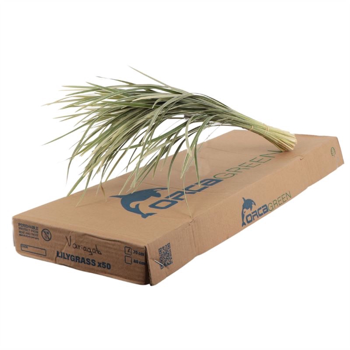 <h4>Lilygrass Variegata Orca</h4>