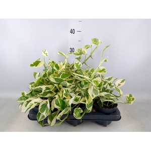 Epipremnum pinn. 'NJoy'