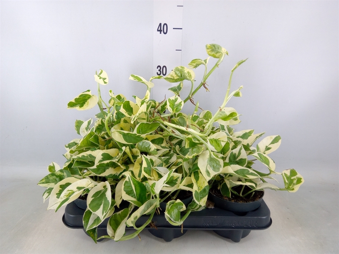 <h4>Epipremnum pinn. 'NJoy'</h4>