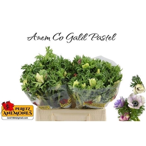 ANEM CO GALIL PASTEL
