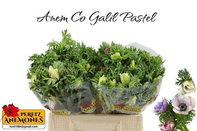 <h4>ANEM CO GALIL PASTEL</h4>