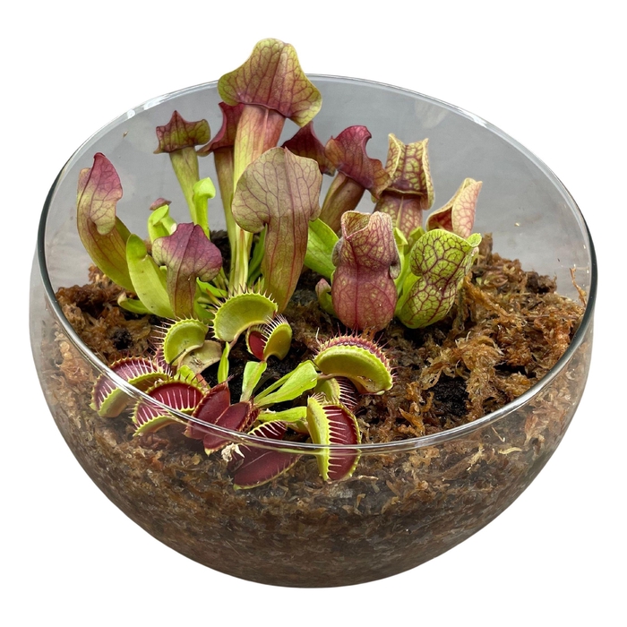 <h4>Vleesetende planten in bolvormige glasschaal XL</h4>